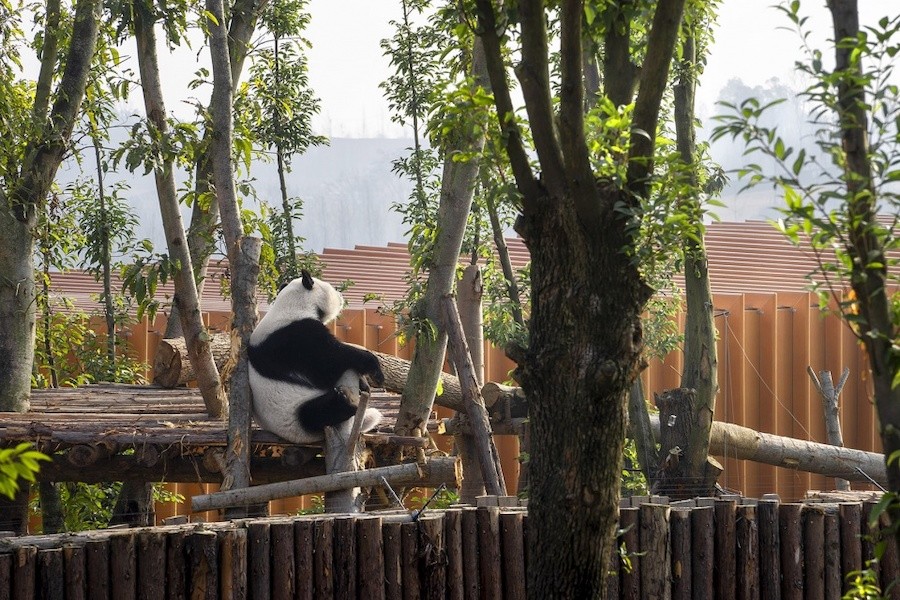 008-the-panda-pavilions-in-chengdu-by-atelier-ping-jiang-eid-arch-960x640.jpg